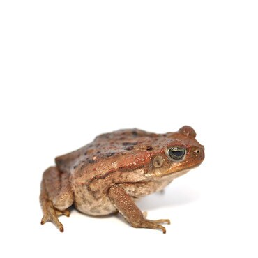 Marine Toad, CB Baby